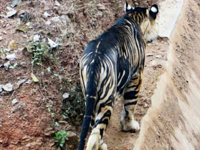 В Индии заметили редчайшего черного тигра - golos.ua - Украина - India - штат Одиша