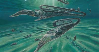 Древние кальмары, похожие на гигантские скрепки, жили по 200 лет - popmech.ru