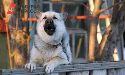 В Надыме на глазах у прохожих собаки напали на ребенка - fedpress.ru - район Надымский
