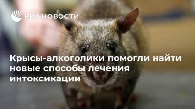 Крысы-алкоголики помогли найти новые способы лечения интоксикации - ria.ru - Москва - Россия