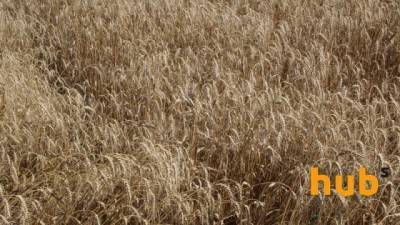 Аграрии уже собрали зерновые с 89% прогнозируемых площадей - hubs.ua - Аграрии