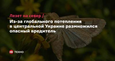 Лезет на север. Из-за глобального потепления в центральной Украине размножился опасный вредитель - nv.ua - Украина