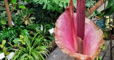 В Ботаническом саду БФУ им. И. Канта зацвело одно из самых неприятно пахнущих растений - klops.ru - Австралия - Мадагаскар