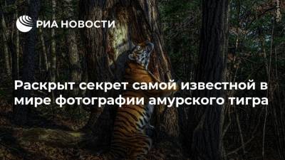 Сергей Горшков - Раскрыт секрет самой известной в мире фотографии амурского тигра - ria.ru - Москва - Россия