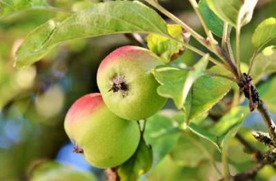 Профессиональные садоводы рассказали о главных преимуществах посадки карликовых яблонь - skuke.net