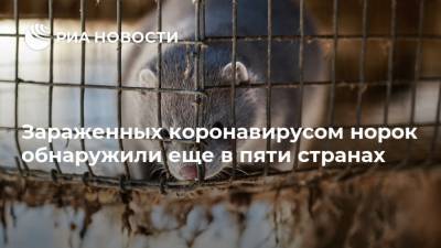 Зараженных коронавирусом норок обнаружили еще в пяти странах - ria.ru - Москва - США - Италия - Швеция - Испания - Дания - Голландия
