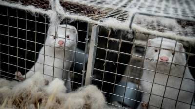 Зараженные коронавирусом норки обнаружились еще в пяти странах кроме Дании - eadaily.com - США - Италия - Швеция - Испания - Дания - Копенгаген - Голландия