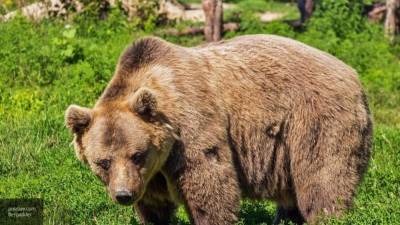 Медведя-трупоеда застрелили в Нижнем Тагиле - newinform.com