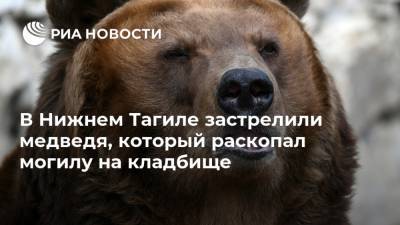 В Нижнем Тагиле застрелили медведя, который раскопал могилу на кладбище - ria.ru - Екатеринбург - Дзержинск - Свердловская обл.
