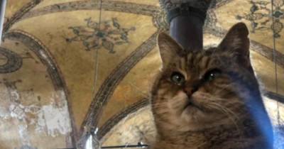 Али Ерликая - Умерла кошка, прожившая 16 лет в соборе Святой Софии - ren.tv - Турция - Стамбул