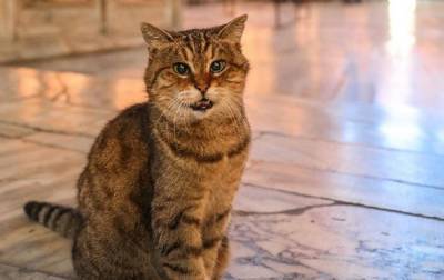 Али Ерликая - В Турции умерла знаменитая кошка Гли - korrespondent.net - Турция - Стамбул