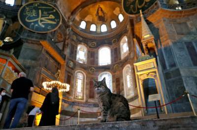 Али Ерликая - Скончалась прожившая 16 лет в соборе Святой Софии кошка - gazeta.ru - Стамбул