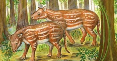 Ученые нашли возможного предка лошадей и носорогов - popmech.ru - Индия