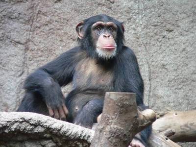 Шимпанзе не склонны заводить друзей в старости – Cursorinfo: главные новости Израиля - skuke.net - Израиль