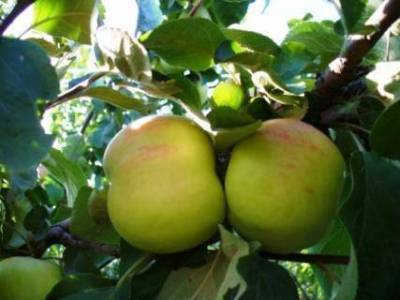 Описание сортов яблони (Мелба, Мантет, Сергиана) - skuke.net - Украина - Канада