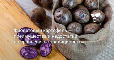 Фиолетовый картофель — преимущества и недостатки по сравнению с традиционным - skuke.net