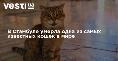 Али Ерликая - В Стамбуле умерла одна из самых известных кошек в мире - vesti.ua - Турция - Стамбул