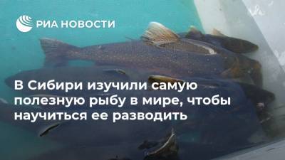 В Сибири изучили самую полезную рыбу в мире, чтобы научиться ее разводить - ria.ru - Москва