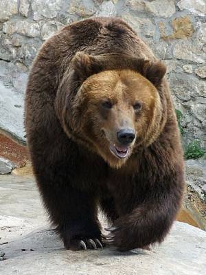 На Камчатке убили медведицу с медвежонком, проникших на палубу подлодки - znak.com - Вилючинск
