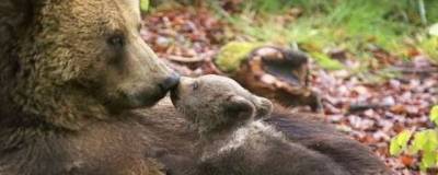 Агрессивную медведицу и её медвежонка убили на Камчатке - runews24.ru - Рязань - Камчатский край - Вилючинск
