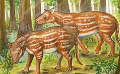 Ученые нашли потерянное звено эволюции лошадей и носорогов - inform-ua.info