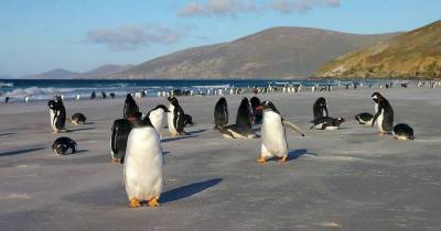 Оказалось, что субантарктический пингвин это 4 разных вида - skuke.net - Мальвинские Острова