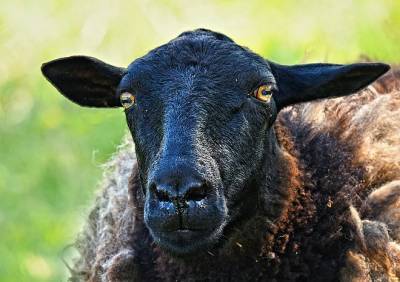 Рязанская горветстанция предупредила об оспе у овец и коз - ya62.ru