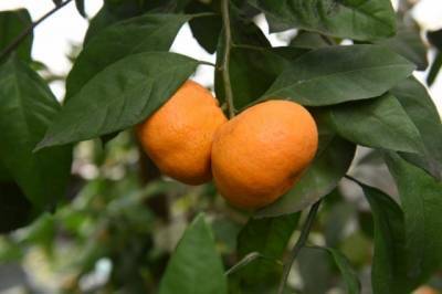 В ботаническом саду Запорожья на одном дереве созрели лимоны и апельсины (ФОТО) - enovosty.com - Запорожье