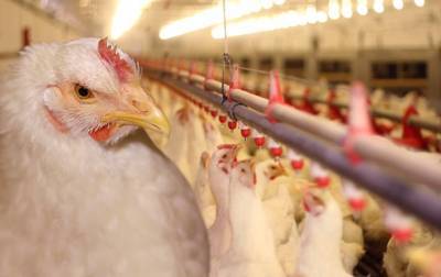 Как выращивается промышленная курица: 5 страшилок, которым не стоит верить - korrespondent.net - Украина - респ. Саха