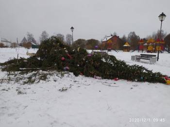 Город "пьяных" елок: в Вологде вновь упало новогоднее дерево - vologda-poisk.ru - Вологда