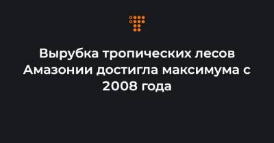 Вырубка тропических лесов Амазонии достигла максимума с 2008 года - hromadske.ua - Бразилия
