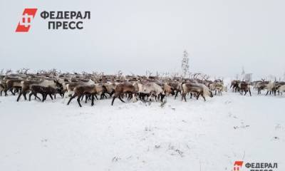 Всемирный конгресс оленеводов перенесли на осень 2021 года - fedpress.ru - Норвегия - Россия - Швеция - Финляндия - Шотландия - Югра - Салехард