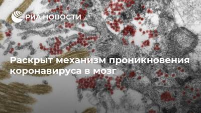 Раскрыт механизм проникновения коронавируса в мозг - ria.ru - Москва - Германия
