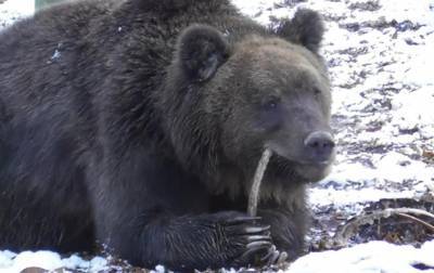В Галицком лесу медведи залегают в зимнюю спячку - korrespondent.net