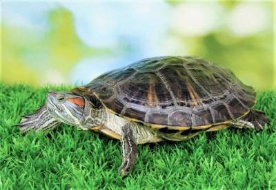 Домашние любимцы: как ухаживать за сухопутной черепахой, содержащейся дома - skuke.net