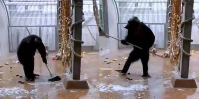 Работники Таллинского зоопарка забыли швабру в вольере у шимпанзе. Тогда животное затеяло генеральную уборку! — видео - nv.ua