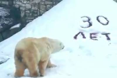 В Московском зоопарке белому медведю Врангелю исполнилось 30 лет - aif.ru