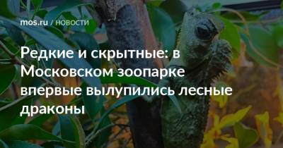 Редкие и скрытные: в Московском зоопарке впервые вылупились лесные драконы - mos.ru - Индонезия