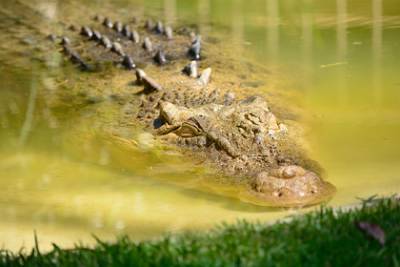 Крокодил убил стиравшую белье женщину на глазах у ее матери - lenta.ru - India - Замбия - штат Одиша