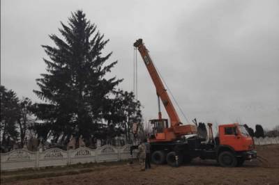 Власти Дубно украсили город новогодней елкой прямиком из кладбища, объяснив что "все мы вышли из земли" (фото, видео) - newsone.ua - Дубно