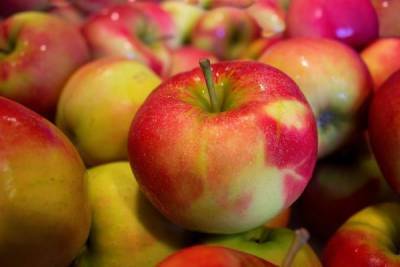 Россельхознадзор запретил импорт томатов и яблок из Азербайджана - 7info.ru - Азербайджан - Россельхознадзор