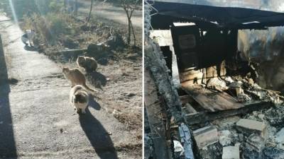 Под Воронежем сгорел кошкин дом: на морозе остались 20 животных - vesti.ru - Воронеж - Воронежская обл. - Павловск