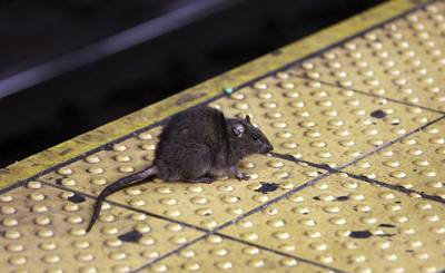 The Guardian (Великобритания): крысы осаждают закусочную в Нью-Йорке и даже набрасываются на персонал - inosmi.ru - Англия - Нью-Йорк - Нью-Йорк