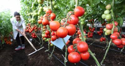 Ученые вывели ГМО-помидоры для получения лекарства от страшной болезни - ren.tv