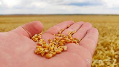 Агро - Украина из-за пандемии существенно снизила импорт семян - 24tv.ua