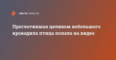 Проглотившая целиком небольшого крокодила птица попала на видео - ren.tv - шт.Флорида