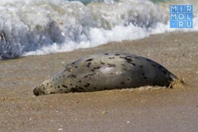 На берегу Каспийского моря обнаружено уже более 270 мертвых тюленей - mirmol.ru - респ. Дагестан