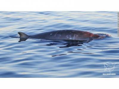 В Тихом океане замечены киты неизвестного науке вида - polit.ru - шт. Калифорния - Mexico