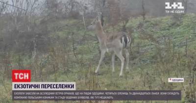 На остров Ермаков в Одесской области заселили благородных олениц и ланей - tsn.ua - Одесская обл.