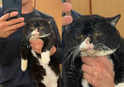 Парень сделал селфи с недовольным котом, и выражение его мордочки стало мемом - live24.ru - Япония